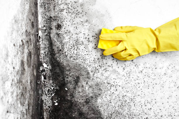 Best Emergency Mold Removal  in Central, TN